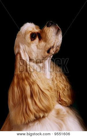 Amerikansk cocker spaniel