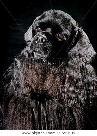 Amerikansk cocker spaniel