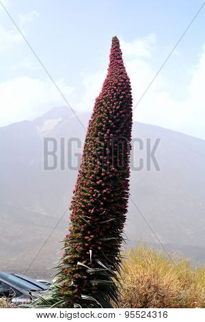 Vegetation On National park Tenerife. Mountain Teide. Canary Islands.Spain.