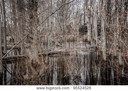 Creepy Barren Swamp Forest