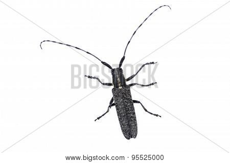 Black Beetle