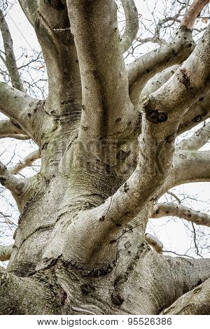 Gnarly Old Barren Tree