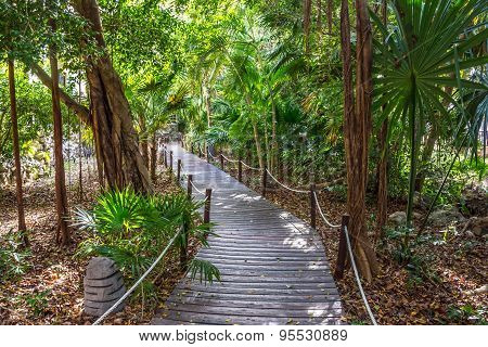 Jungle Trail