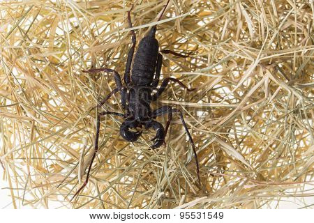 Whip Scorpion