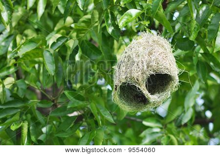 Ricebird's Nest.