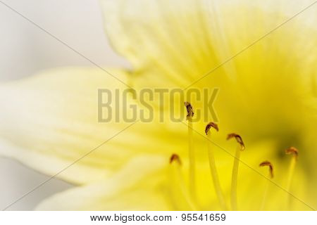 Macro Daylily Flower