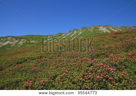 Sea Of Alpenrosen