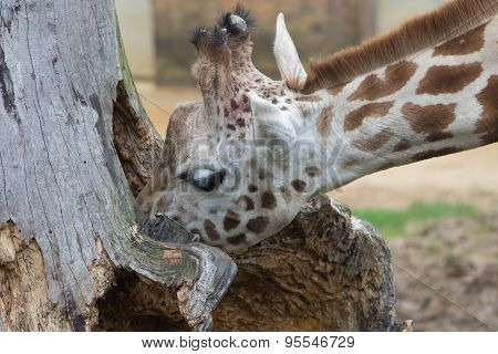 Curious Giraffe