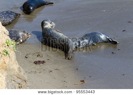 Baby Seal And Its Mother