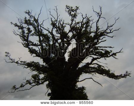 Spooky Tree