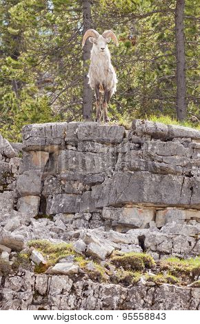 Thinhorn Sheep Ram Ovis Dalli Stonei