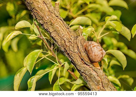 Snail On The Tree Trunk