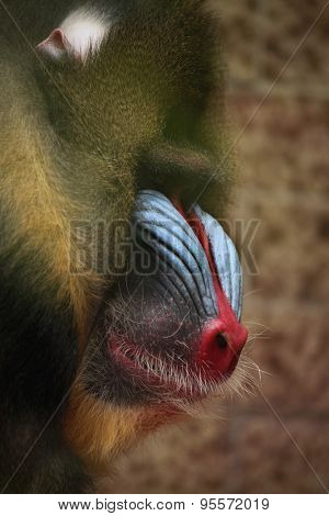 Mandrill (Mandrillus sphinx). Wildlife animal. 