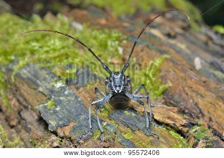 Capricorn Beetle