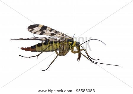 Scorpion Fly On  White Background