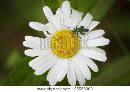 Insect on Daisy