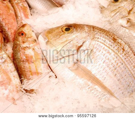 Uncooked trout with other kinds of fish in ice