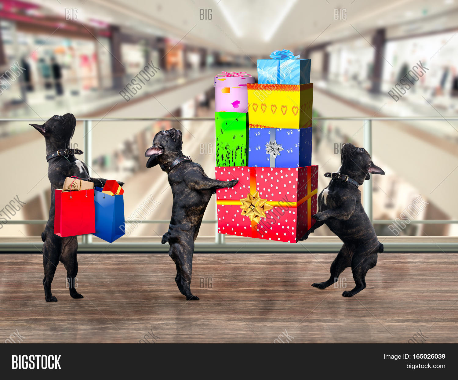 Dogs Mall. Gifts Image & Photo (Free Trial) Bigstock