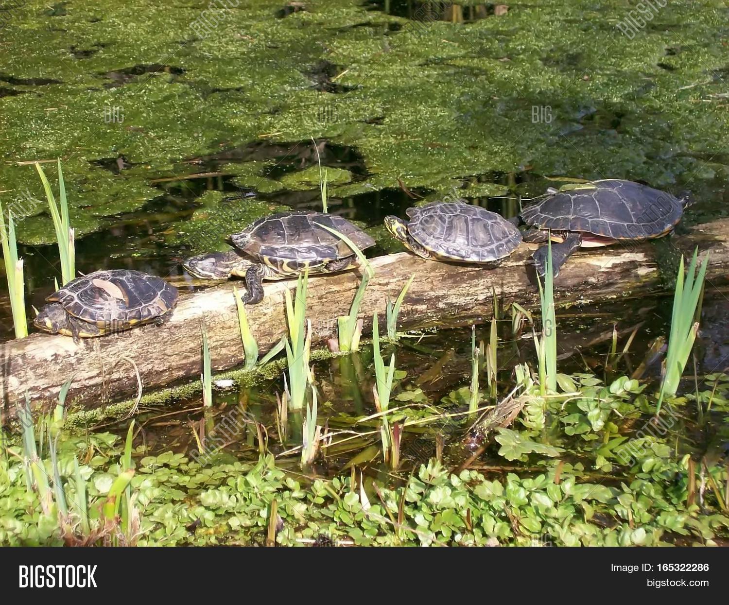 Group Turtles Walking Image & Photo (Free Trial) Bigstock
