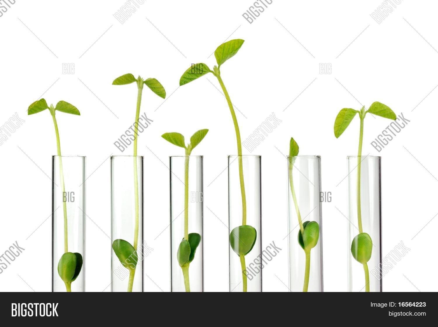 Test Tubes Small Image & Photo (Free Trial) Bigstock
