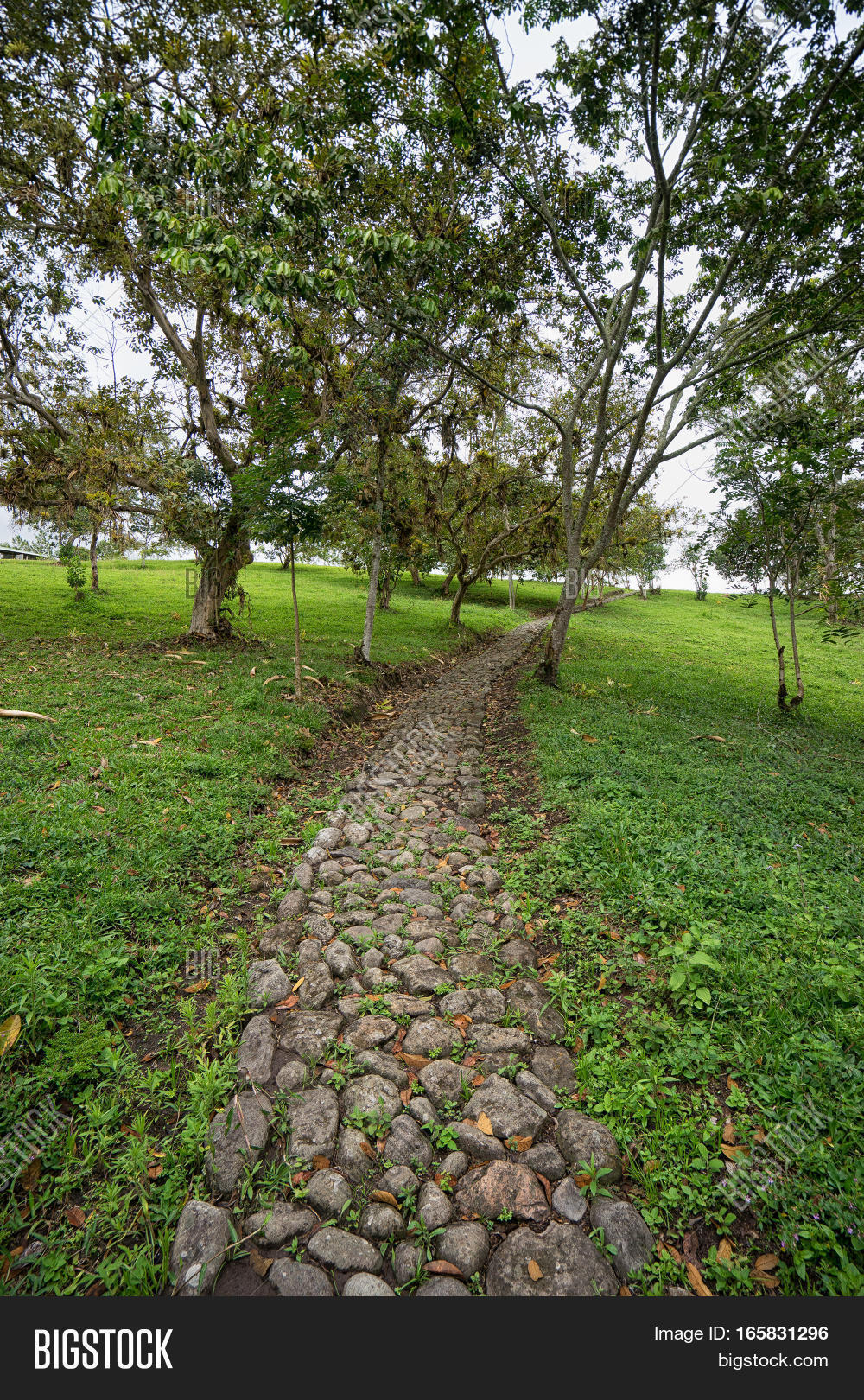 Cobble Stone Pathway Image & Photo (Free Trial) | Bigstock