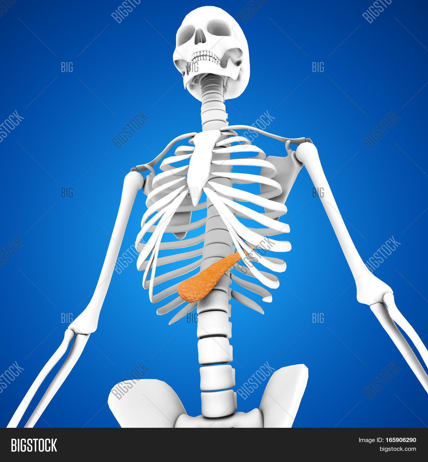 Pancreas Glandular Image & Photo (Free Trial) Bigstock