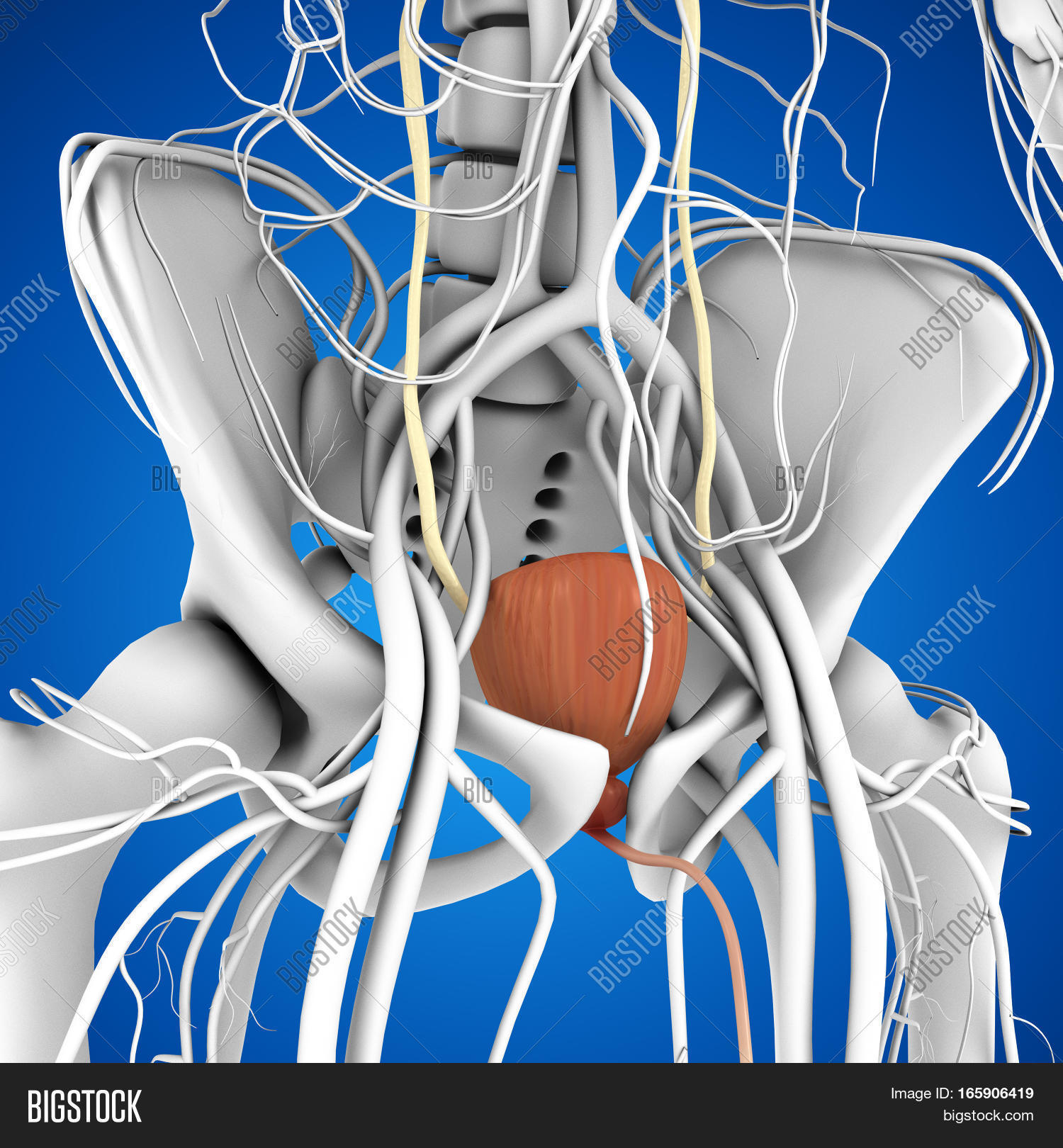 Urinary Bladder Organ Image & Photo (Free Trial) | Bigstock