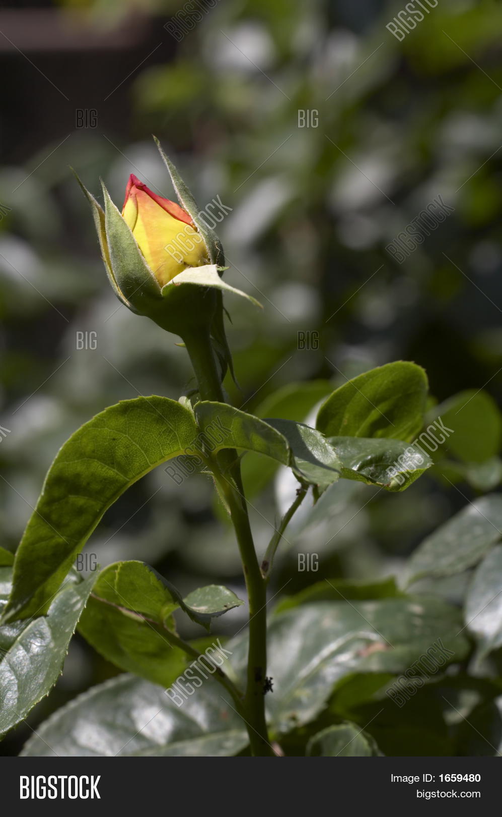 Single Yellow Rose Bud Image & Photo (Free Trial) Bigstock