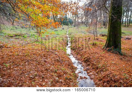 Small Stream In The Botanical Garden In Autumn. Batumi, Georgia.