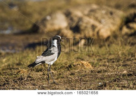 Blacksmith lapwing in Kruger national park, South Africa ; Specie Vanellus armatus family of Charadriidae