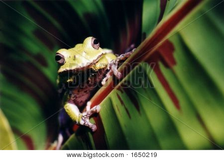 Grande grenouille