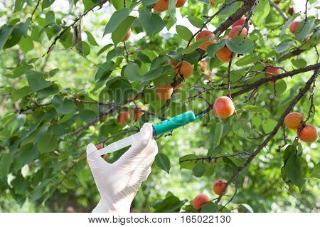 Genetically modified apricot. Needle and syringe injecting representing genetically modified fruit.