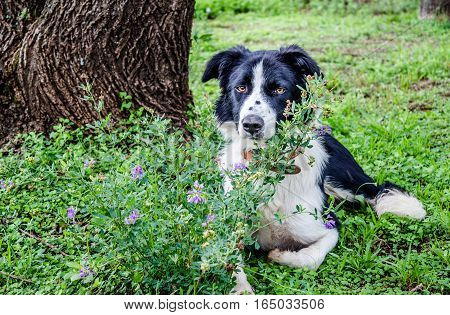 Border Collie dog resting under tree next to purple flowers and long grass