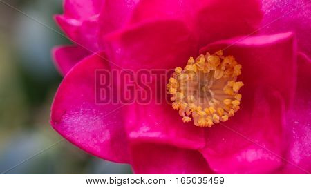 closeup Rose Flower flower very beautiful with pollen