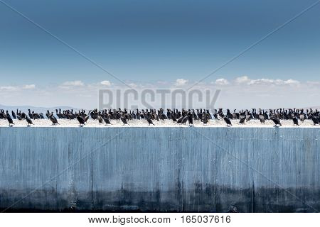 Cormorant birds on harbour wall at Robben Island