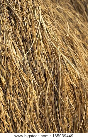 chaff straw background,Texture hay closeup in color. Fodder for livestock and construction material.