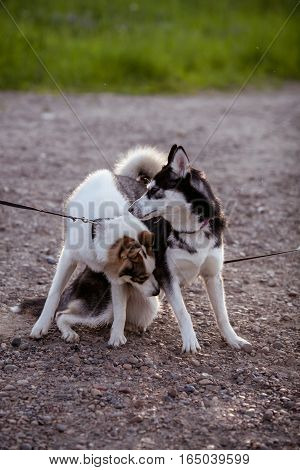two dogs sitting in a summer day