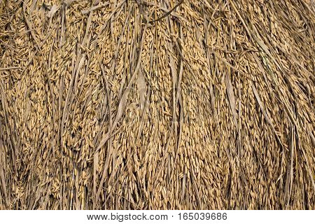 chaff straw background, Texture hay closeup in color. Fodder for livestock and construction material.