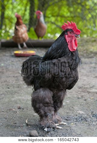black of Cochin China breed. A close up