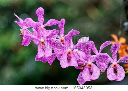 Closeup Aranda orchid flower,hybrid orchid flower in the garden