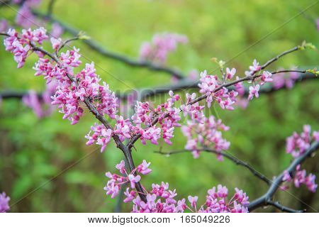 Redbud tree blossoms with intentionally blurred background