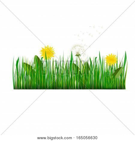 Green grass with dandelion season foliage abstract. Vector Illustration green grass nature meadow field. Plant environment fresh lush growth day land pattern.