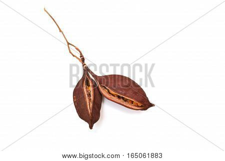 Bottle tree seeds capsule follicle fruit isolated
