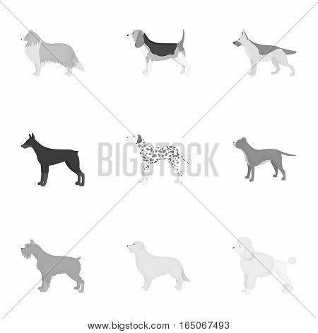Dog breeds set icons in monochrome style. Big collection of dog breeds vector symbol stock