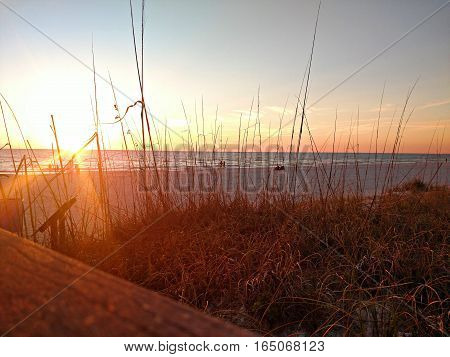 Sun flare filtered through sea grass on dune.