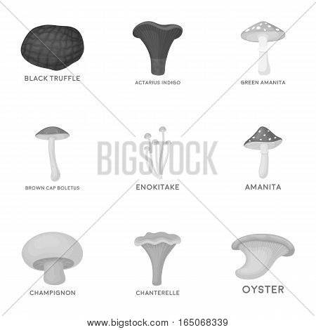 Mushroom set icons in monochrome style. Big collection of mushroom vector symbol stock