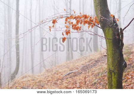 Autumn Morning Forest with sunshine Slovakia. Wallpaper with space for your montage