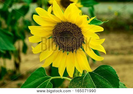 Sunflower blooming beautiful summer day in Biafra time.