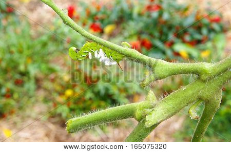 Tobacco/Tomato Horn Worm as host to parasitic braconid wasp eggs on a sickly tomato plant with no leaves