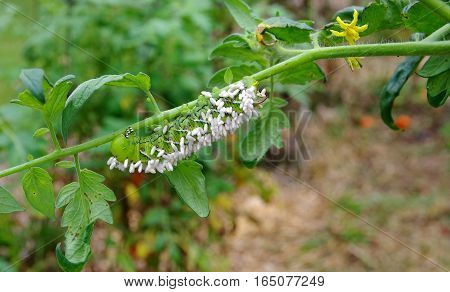 Death to a Tobacco/Tomato Horn Worm as parasitic braconid wasp eggs use it for a host. hosts